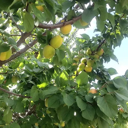 Tatil Evi Ozbek Ciftlik Evi - Holiday Urla