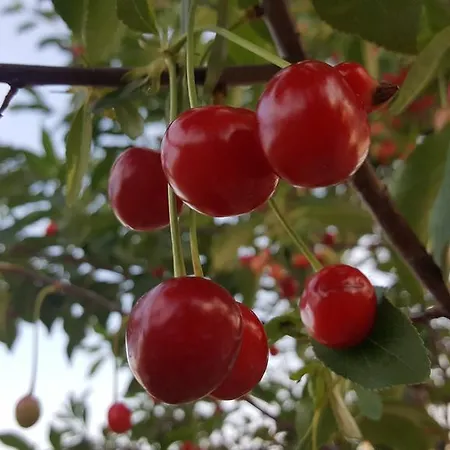 Ferienhaus Ozbek Ciftlik Evi - Holiday